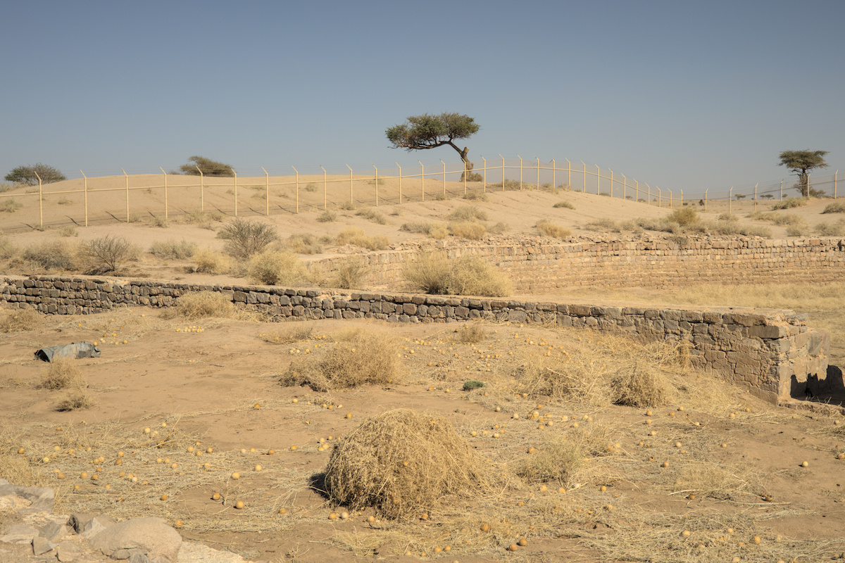 Old water reservoirs overgrown by colocynth