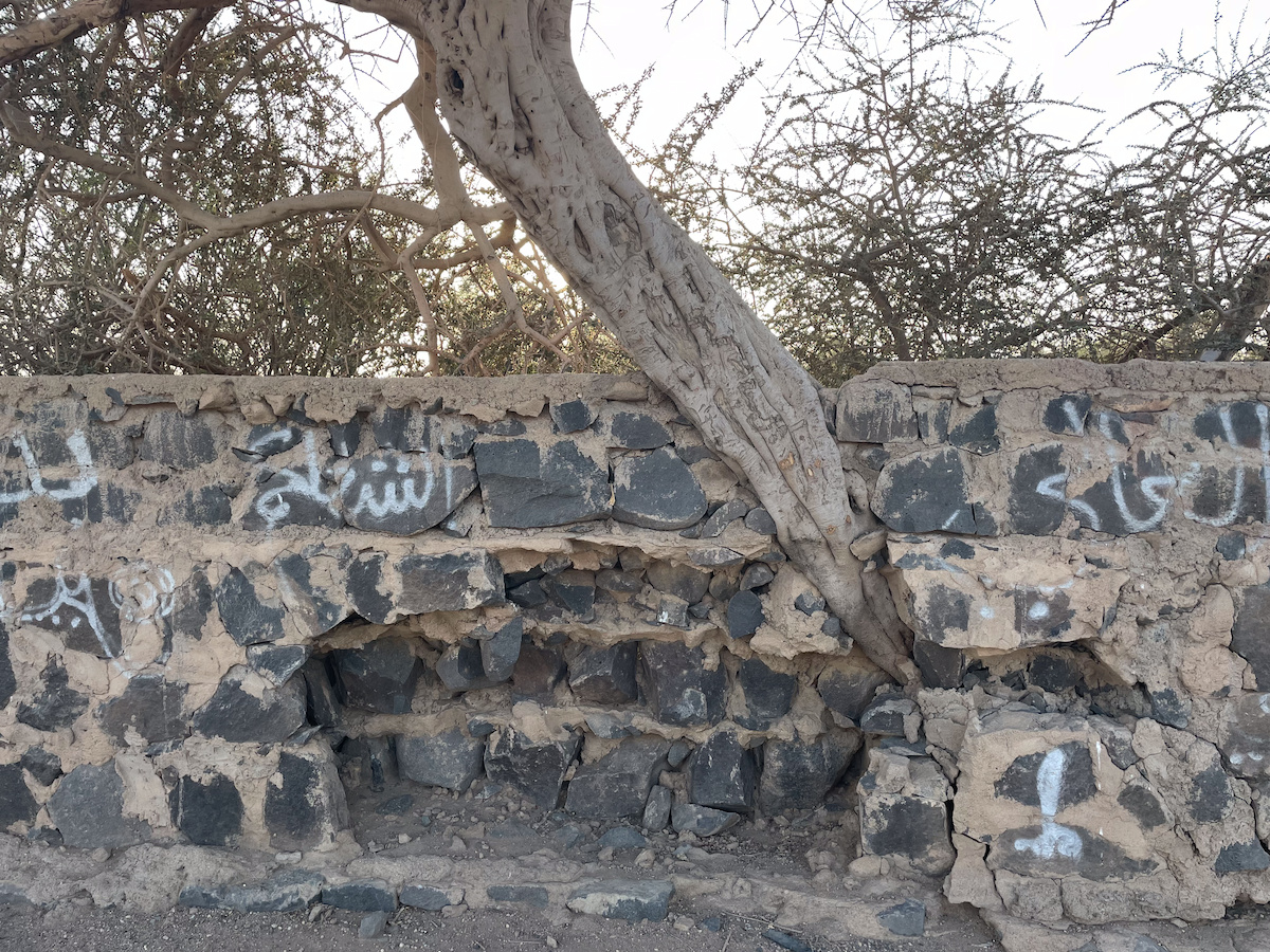 A tree growing through a stone wall