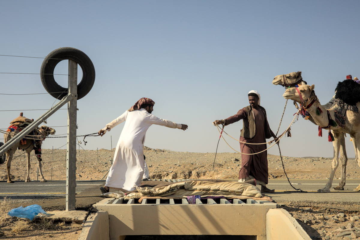 Camels crossing a livestock grid