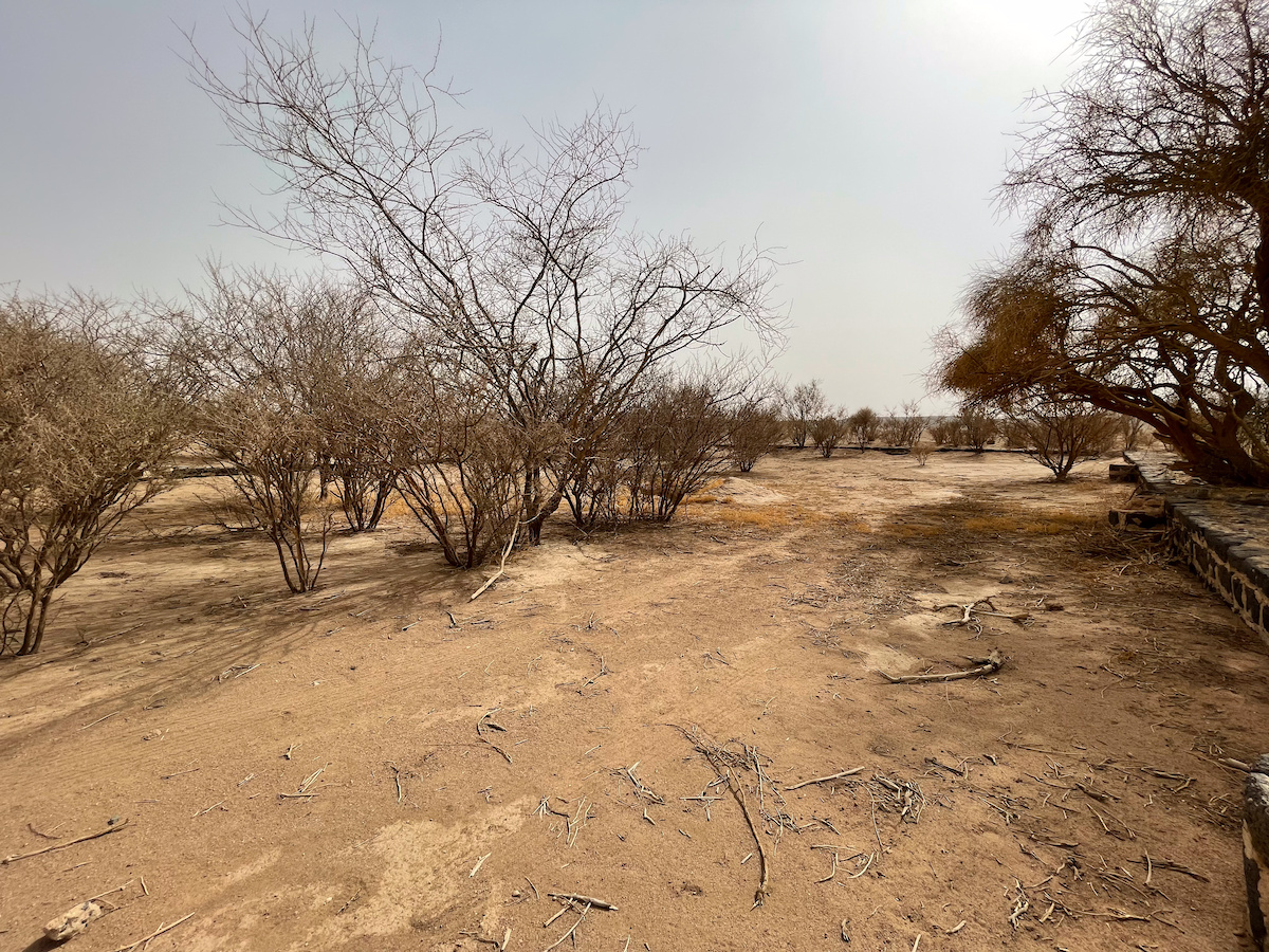 Trees growing in a buried reservoir