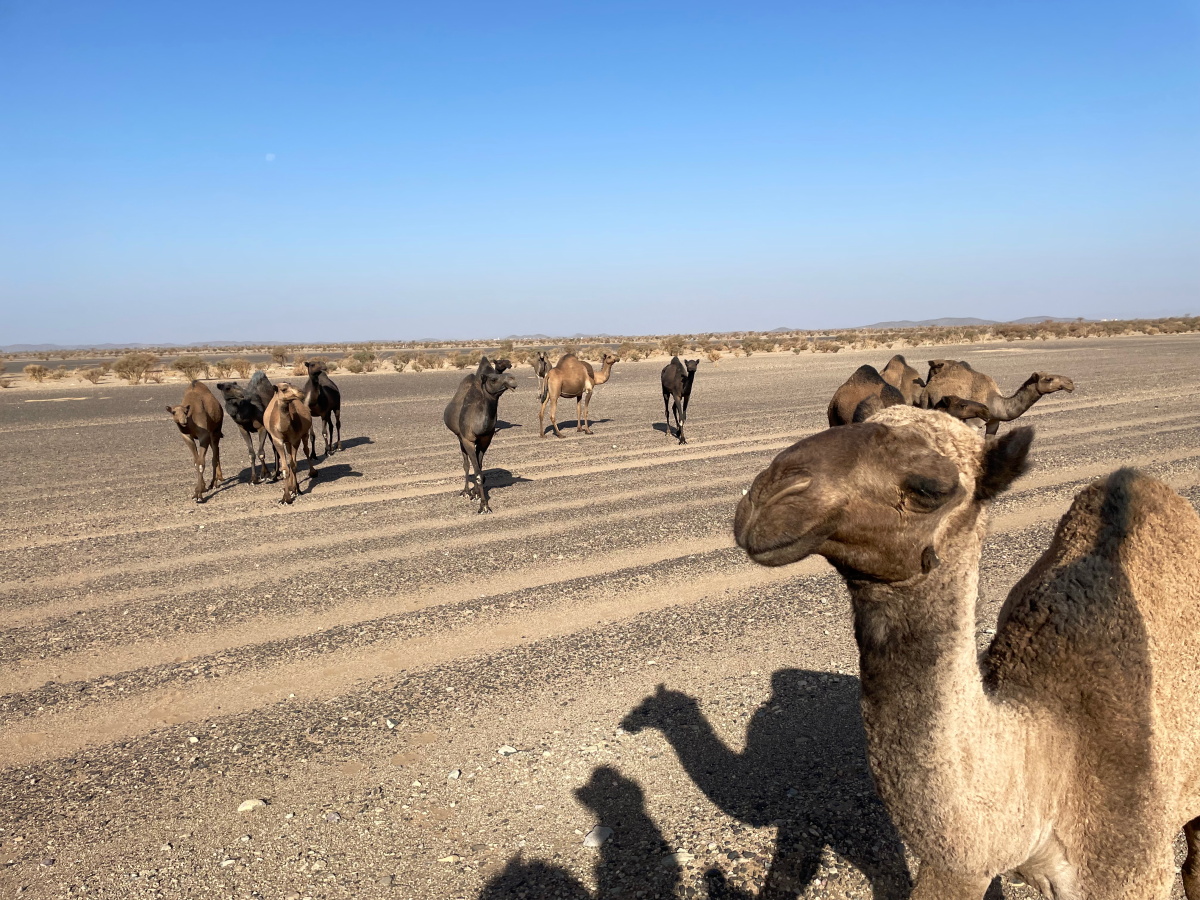 A herd of camels