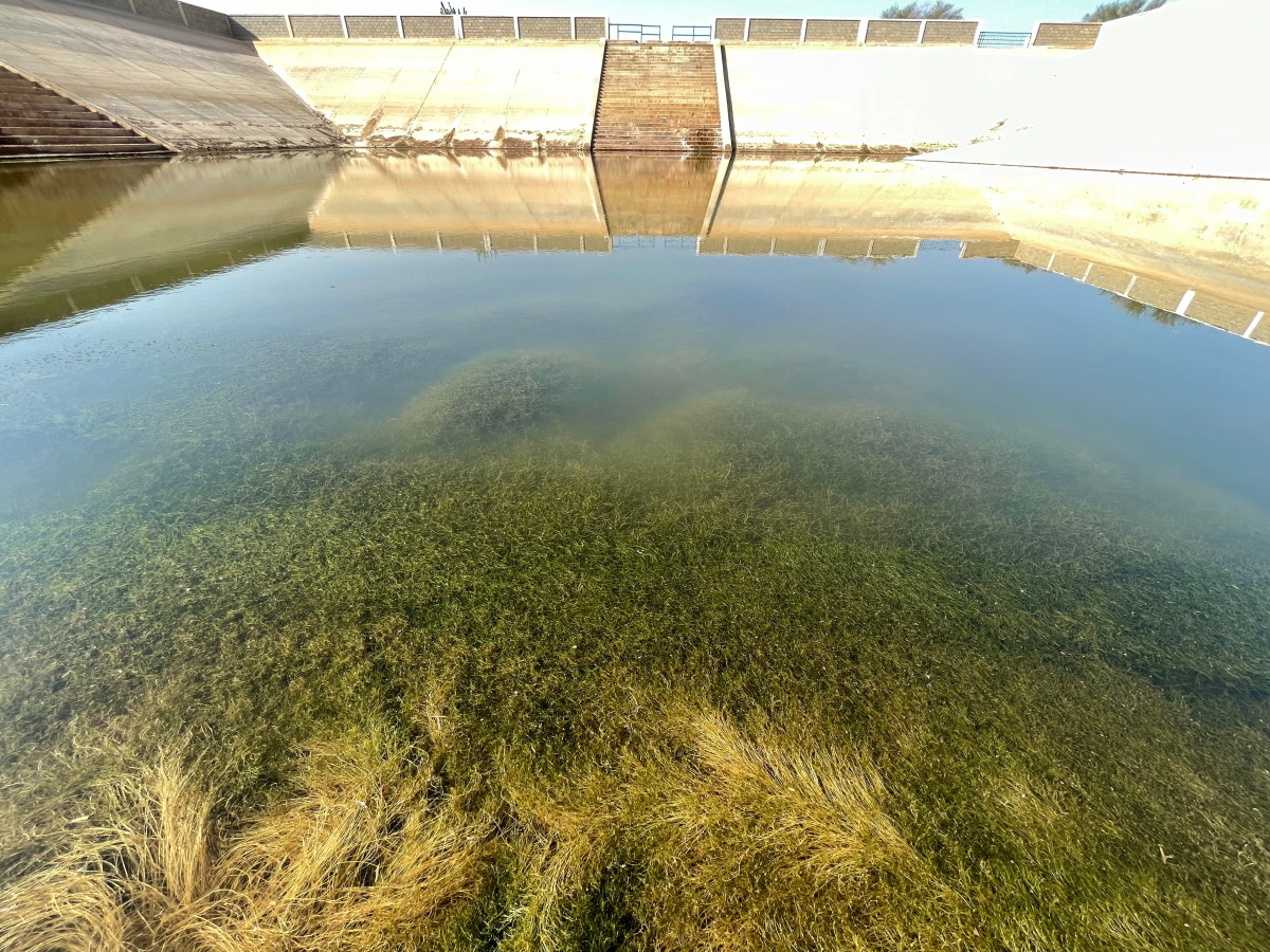 Submerged plants in the King Fahd reservoir