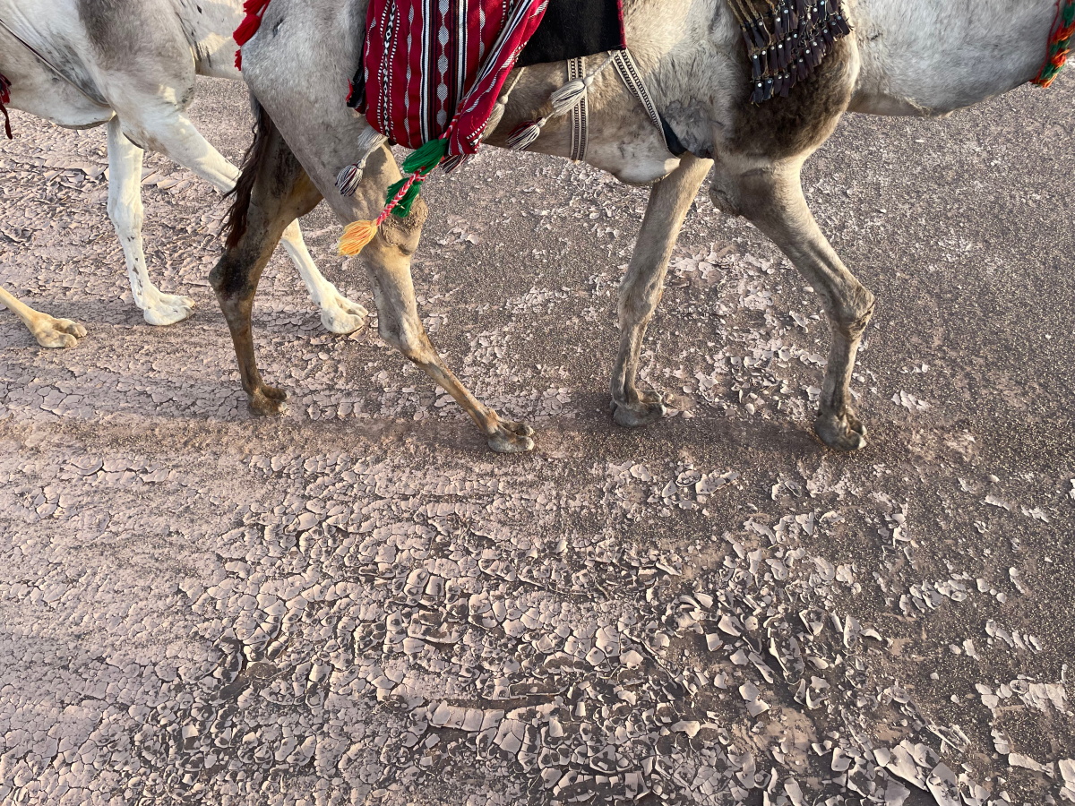 Camels walking over mud