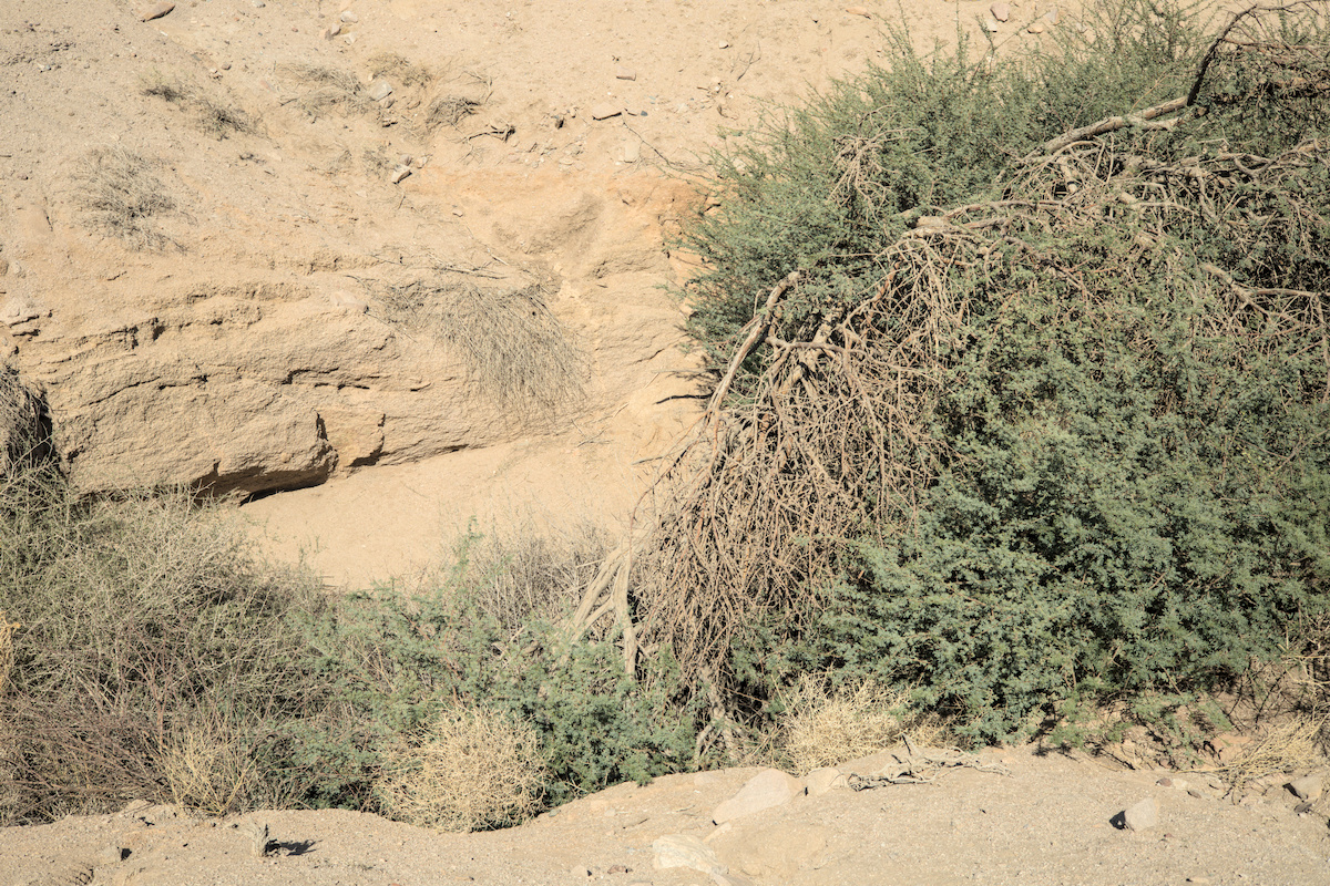 A tree growing in a depression